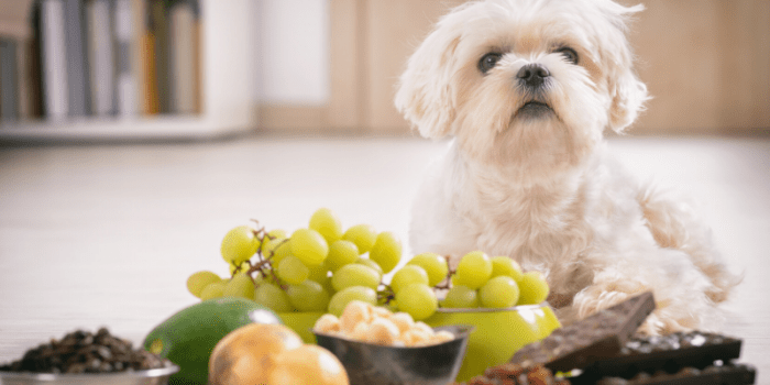 How to Optimize your home for pets: 6 ideas to keep everyone happy.