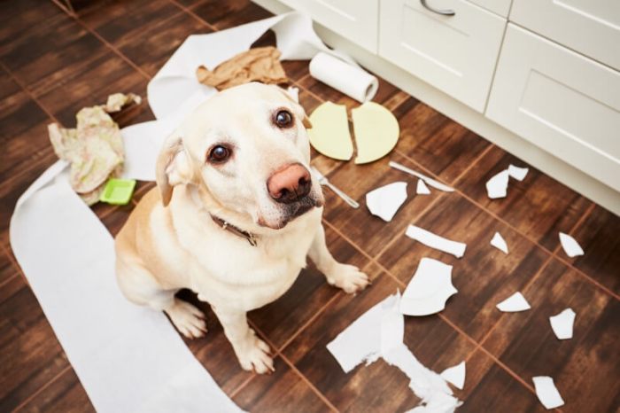 How to Optimize your home for pets: 6 ideas to keep everyone happy.